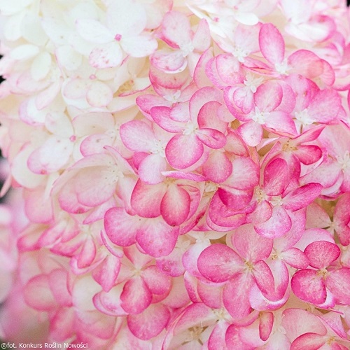 Hydrangea pan. Living Pink & Rose Vesneri Aed